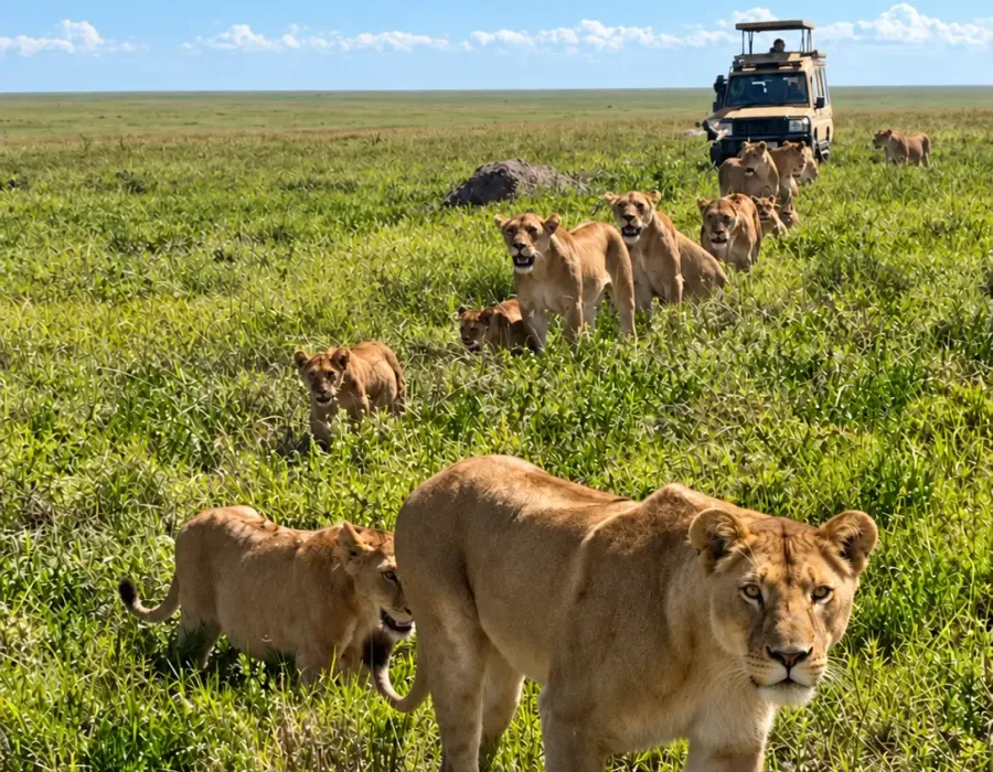 Branco di leonesse durante un safari fotografico in Tanzania