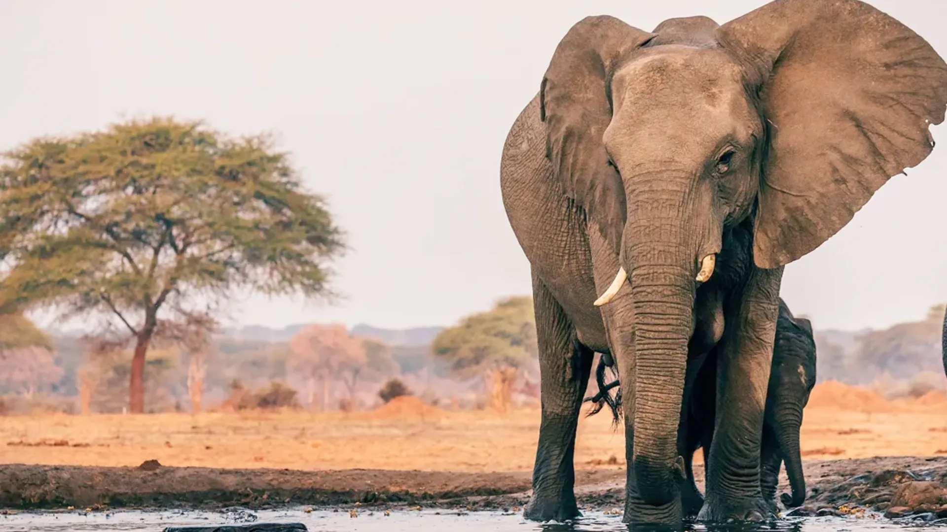 Elefante al tramonto durante un safari in Africa